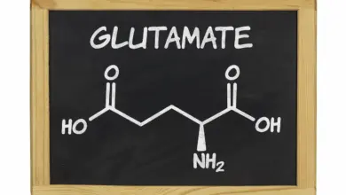 What Is Glutamate